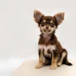 Razas de perros que permanecen pequeñas: Las 15 razas mini que debes conocer