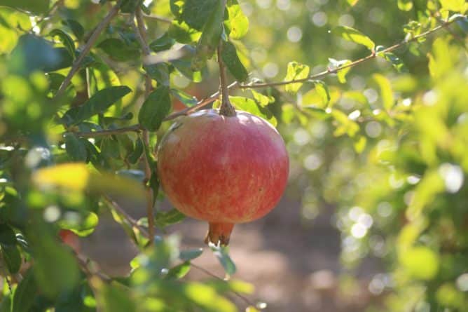 Ciclo-ruta entre granados