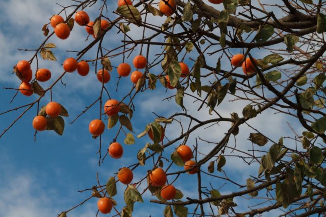 Otoño: La Transición que Enmarca la Nostalgia