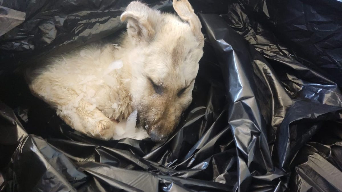 Perros con estertores, heridas con gusanos, caquexia y cachorros muertos