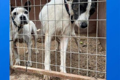 Situación extrema en el refugio que la protectora Modepran tiene en Carlet