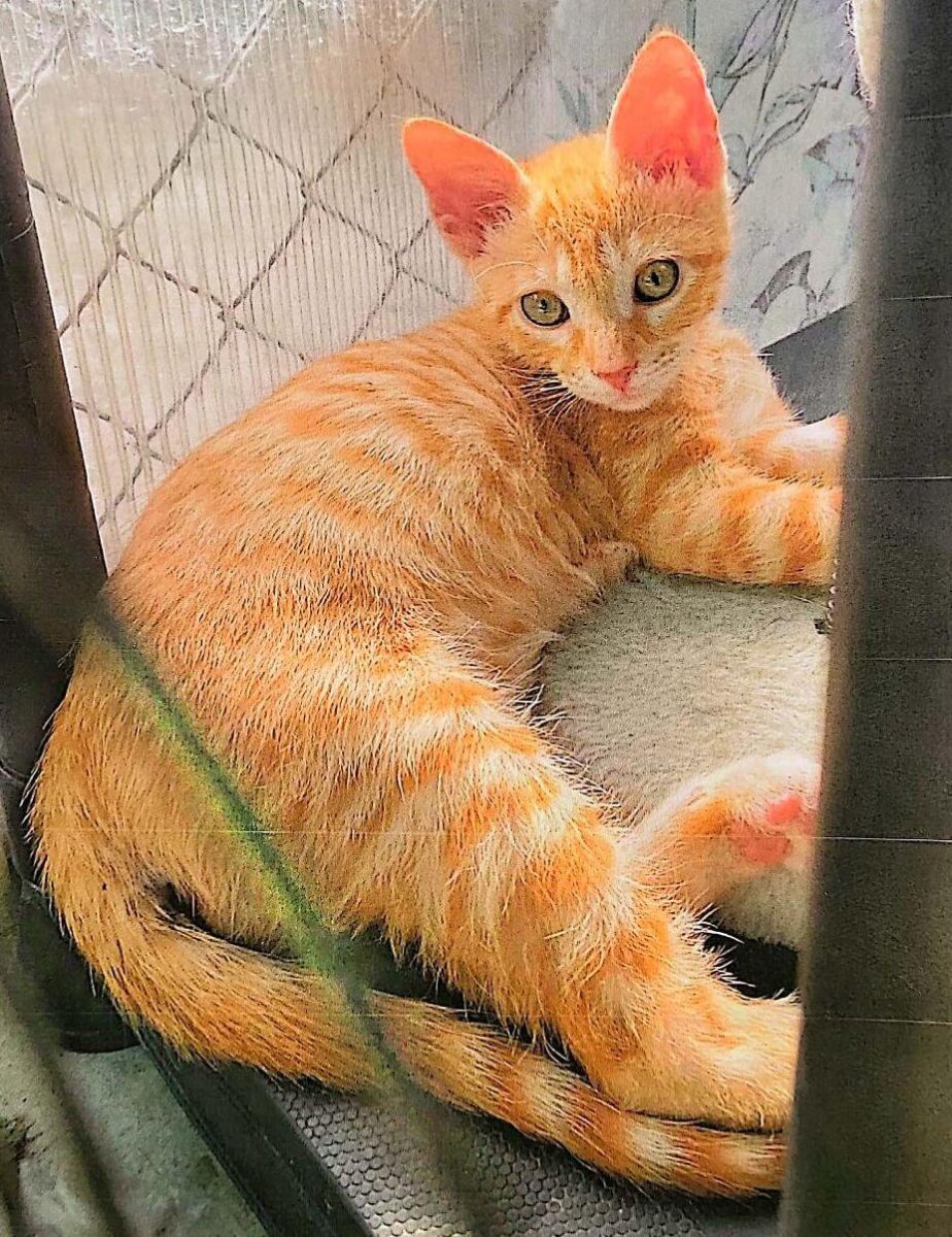 El acusado de asesinar gatos en El Verger se sentará en el banquillo