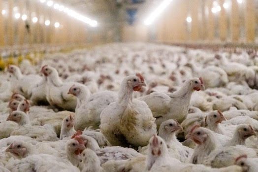 El informe anual de bienestar de pollos de World Animal Protection suspende un año más a las grandes cadenas de comida rápida en España
