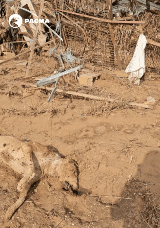 Indignación en redes tras hallarse en el cauce de un barranco una rehala de perros arrasada por la DANA