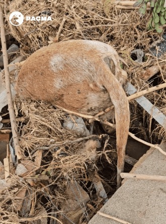 barranco una rehala de perros arrasada por la DANA