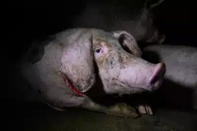 Nueva investigación sobre la realidad de la industria porcina