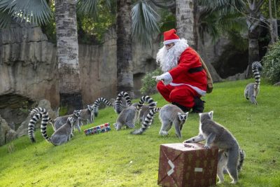 Los animales de BIOPARC Valencia reciben los regalos de Papá Noel