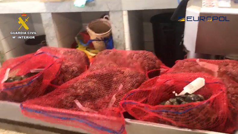 Incautadas 30 toneladas de moluscos pescados ilegalmente