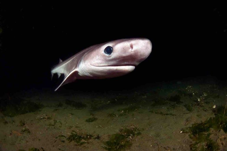 Un nuevo estudio revela que la sobrepesca ha reducido a la mitad las poblaciones de tiburones y rayas desde 1970