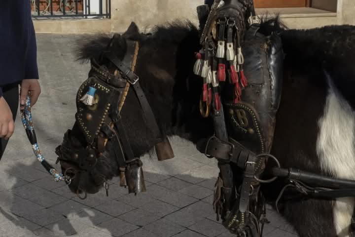 Dénia Animal Save documenta el uso de caballos