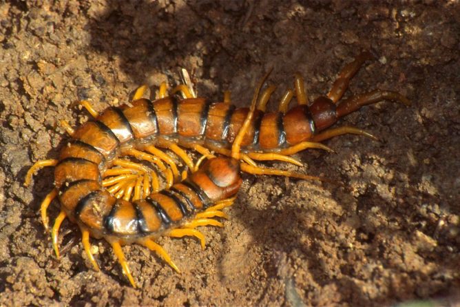 ESCOLOPENDRA: El animal más temido del verano en Alicante: Todo lo que debes saber