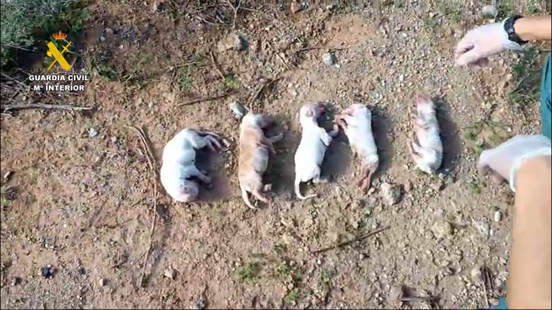 Investigado por abandonar seis cachorros
