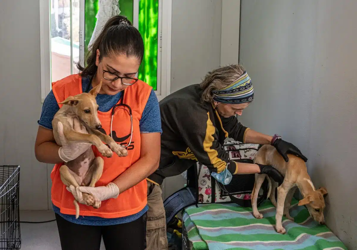 XDANA atiende a más de 500 animales gracias a la movilización ciudadana