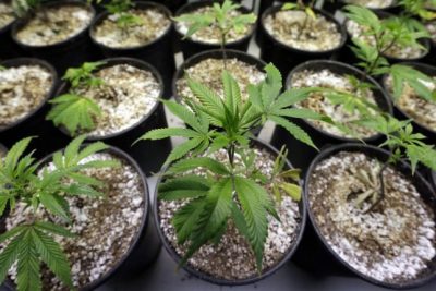 🔍 ¿Es legal el cultivo de marihuana en casa? Todo sobre la Ley Mordaza