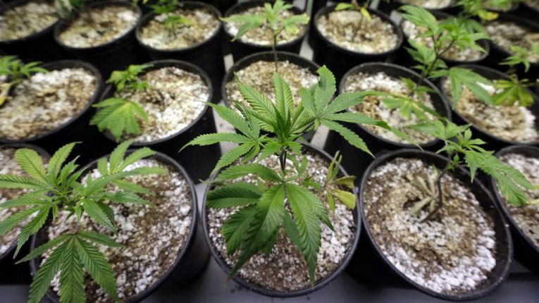ð ¿Es legal el cultivo de marihuana en casa? Todo sobre la Ley Mordaza