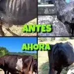 La «justicia» cree que unas vacas maltratadas deben volver con su maltratador