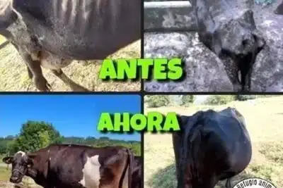 La «justicia» cree que unas vacas maltratadas deben volver con su maltratador