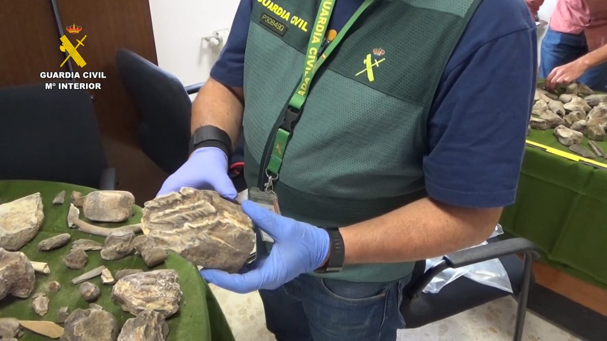 Recuperados más de 100 restos de mamuts expoliados de un yacimiento paleontológico en Granada