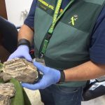 Recuperados más de 100 restos de mamuts expoliados de un yacimiento paleontológico en Granada