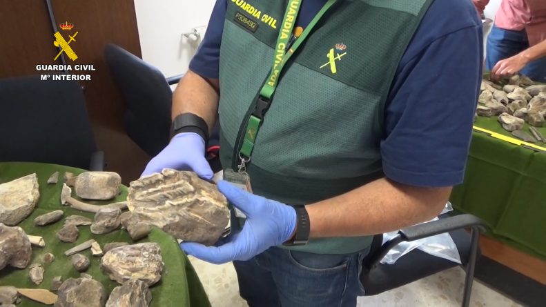 Recuperados más de 100 restos de mamuts expoliados de un yacimiento paleontológico en Granada