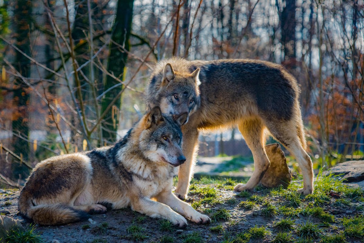 El hombre es un hombre para el lobo