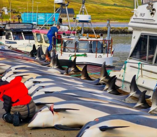 Investigación revela que España comercializa bacalao vinculado a la matanza de delfines en las Islas Feroe