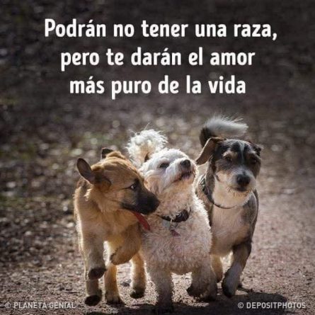Un refugio de animales en Torrent 