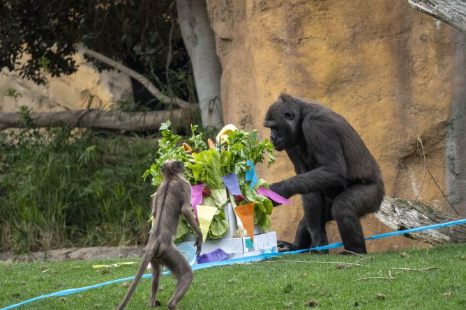 La familia de gorilas de BIOPARC Valencia celebra el 6º cumpleaños de Félix con una “fiesta animal”