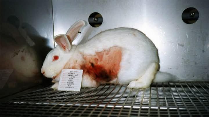 Experimentación con animales y sadismo