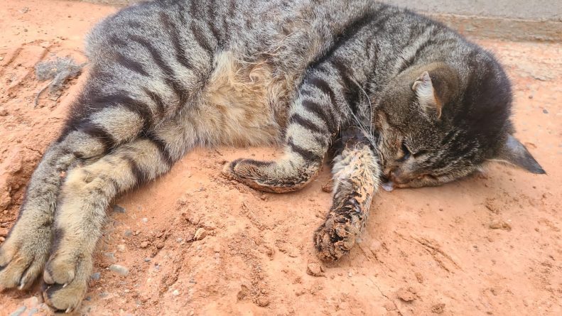 Investigan el envenenamiento de 5 gatos en Pedralba