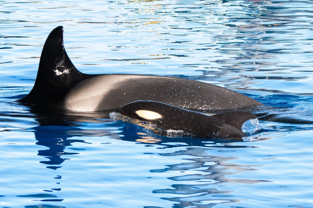 Un nuevo nacimiento de orca refuerza el compromiso de Loro Parque con la conservación marina