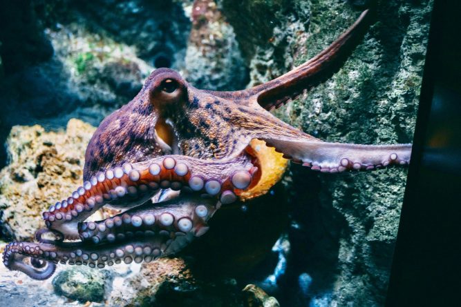 INTERCIDS propone la prohibición legal de las granjas de pulpos en España