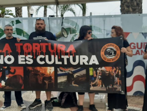 Colectivos animalistas convocan protestas contra la tauromaquia durante las Hogueras de Alicante 2025
