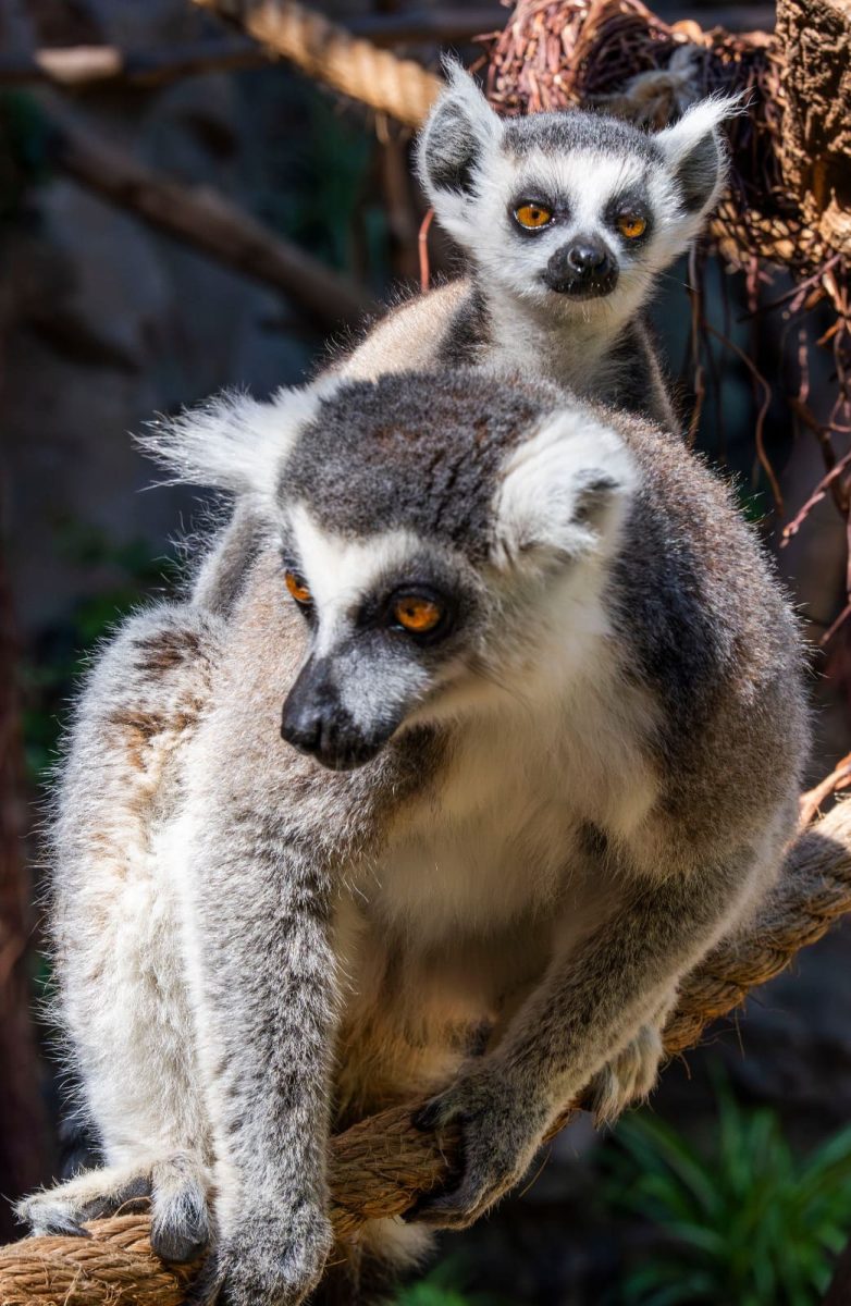 Loro Parque logra el nacimiento de tres lémures de cola anillada, una especie en peligro de extinción