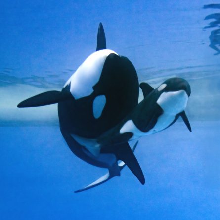 Más de 7.000 internautas eligen “Teno” como nombre para la cría de la orca Morgan en Loro Parque