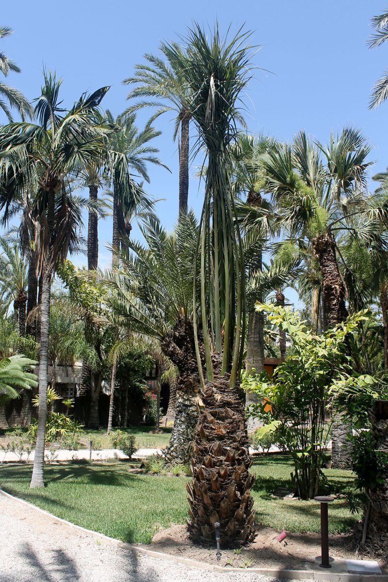 Regeneración planificada en el Huerto del Cura: nuevas palmeras datileras para preservar el paisaje histórico