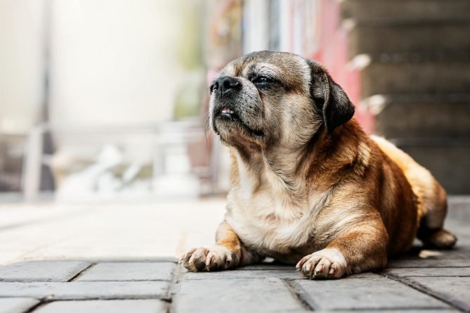 El Partido Animalista presenta alegaciones al nuevo reglamento de la Ley de Bienestar Animal por considerarlo insuficiente