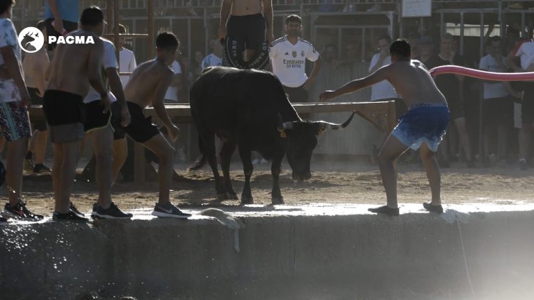 PETA y el Partido Animalista PACMA fletarán una avioneta contra los “bous a la mar” de Dénia este domingo