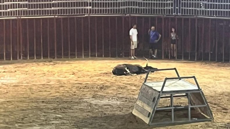 2 vaquillas muertas en Benifairó de la Valldigna