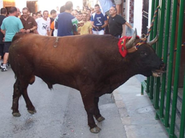 Chiva y el anacrónico torico de la cuerda