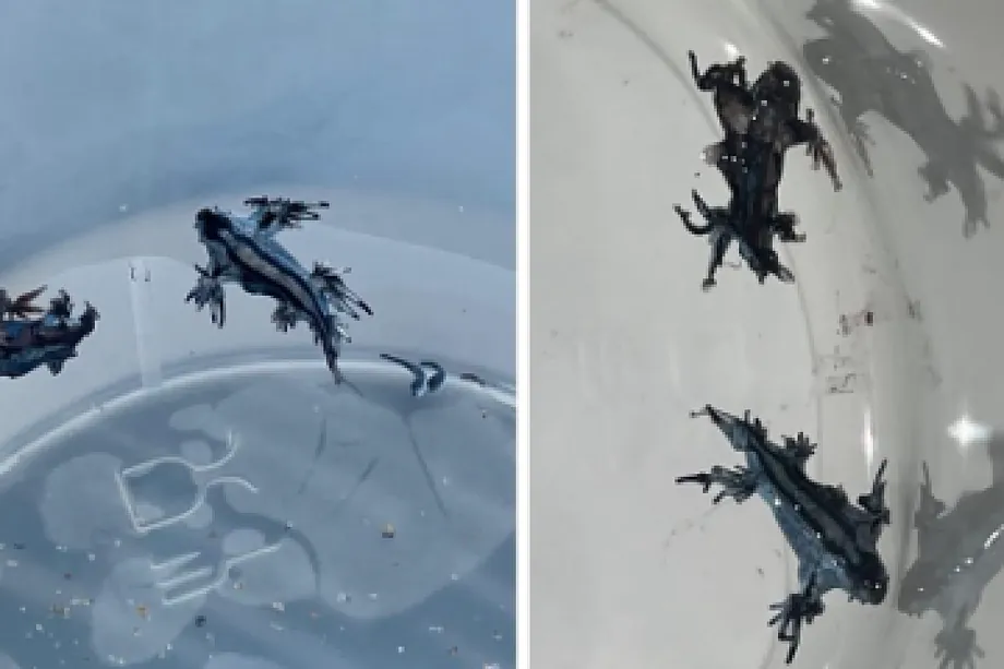 Alarma en Guardamar: El Venenoso 'Dragón Azul' Cierra las Playas de Alicante