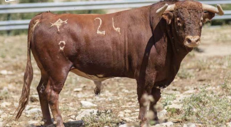 PACMA apunta que el Ayuntamiento de Borriol ocultó la agónica muerte de “Armada”, el toro estrella de sus fiestas, tras ser embolado