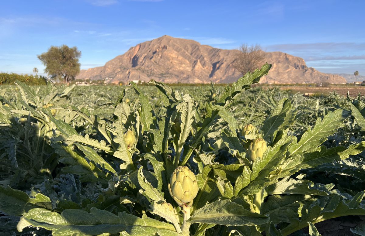 Cítricos, alcachofa, almendro y brócoli lideran la superficie de cultivo en la Vega Baja del Segura