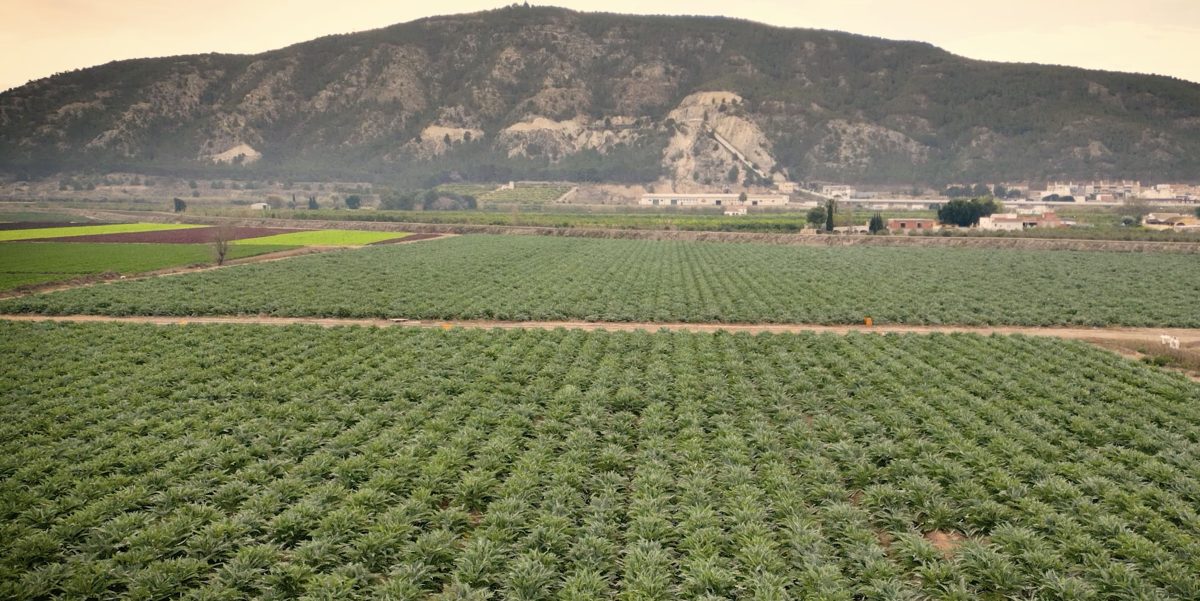 Cítricos, alcachofa, almendro y brócoli, los más cultivados