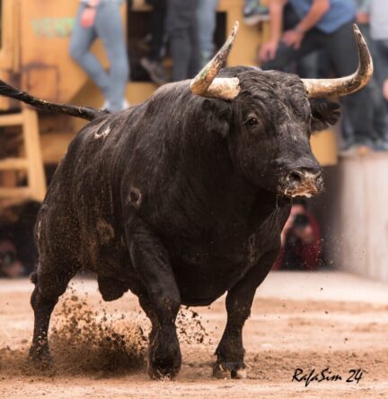 La plataforma antitaurina de la Comunidad Valenciana acusa de «negacionista» al gobierno de Albal