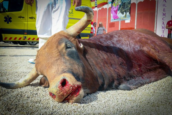 Murcia se moviliza contra la tauromaquia en la Feria de Septiembre: concentración el domingo 14 frente a la Plaza de Toros