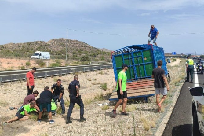 Vaquilla suelta paraliza la AP-7 y destapa festejo taurino ilegal en Alicante
