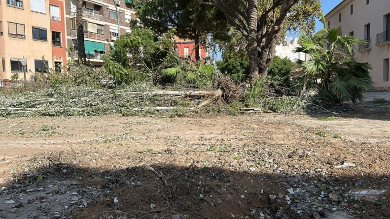 Denuncian un nuevo arboricidio en Las Cigarreras: el contraste entre las promesas verdes y la tala urbana en Alicante