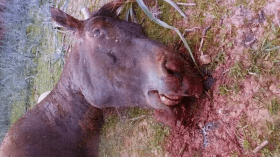 INTERCIDS alerta: la reforma de la LECrim amenaza la acusación popular en los delitos contra los animales