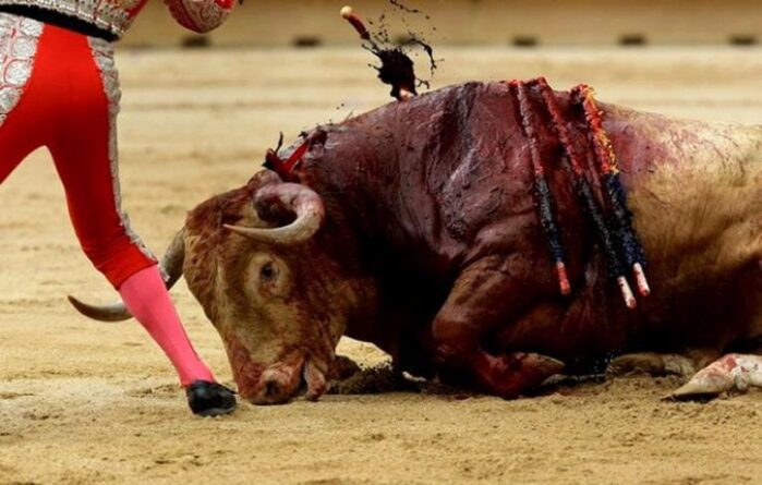 Laura Bernabé (PP de San Fulgencio) se desvincula acertadamente de su partido vinculando la tauromaquia con el maltrato animal